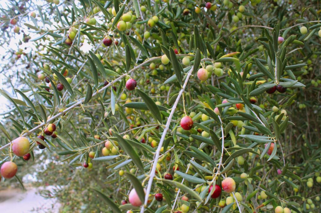 aceitunas